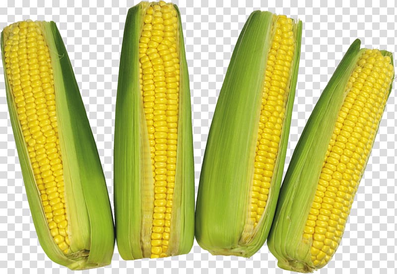 Corn on the cob Flint corn Waxy corn, Corn transparent background PNG clipart