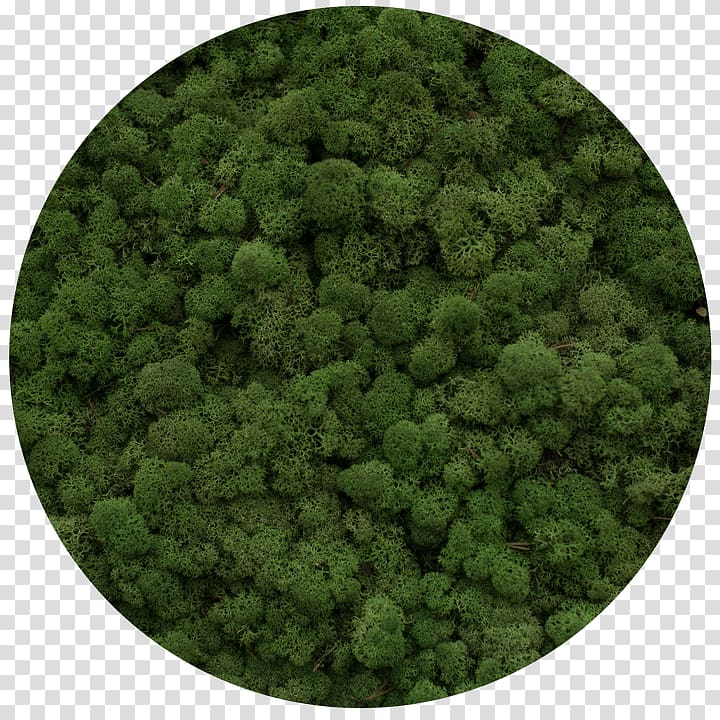 Reindeer lichen Moss Yagel Plants Green, transparent background PNG clipart