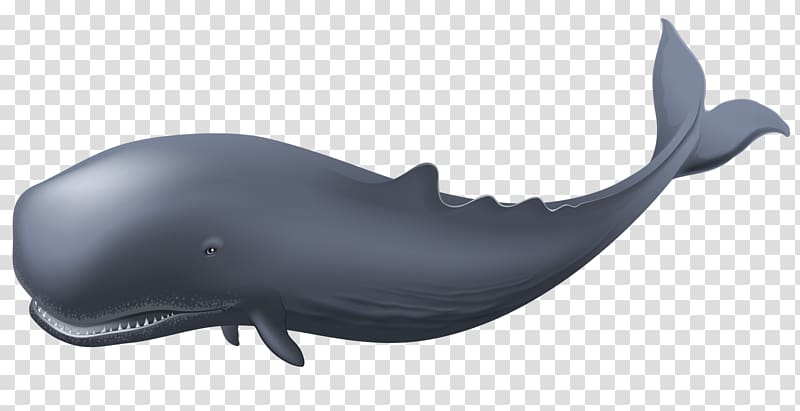 Sperm whale Blue whale , whale transparent background PNG clipart