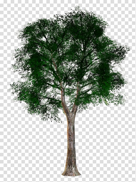 Tree Woody plant Trunk Branch, tree transparent background PNG clipart