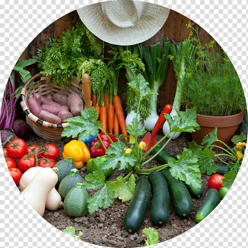 Gardening Harvest Container garden Kitchen garden, garden vegetables transparent background PNG clipart