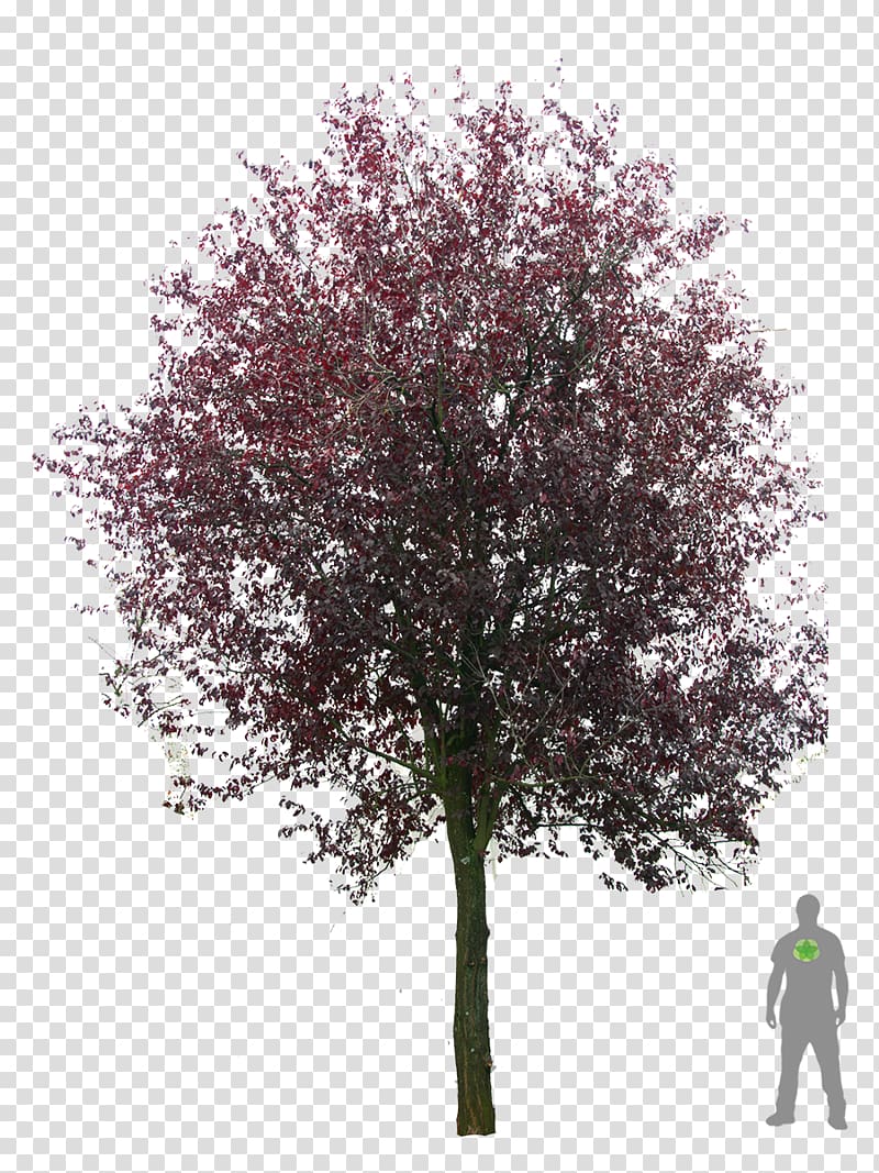 person standing under tree, Tree Plant Populus nigra Cherry plum, sakura tree transparent background PNG clipart