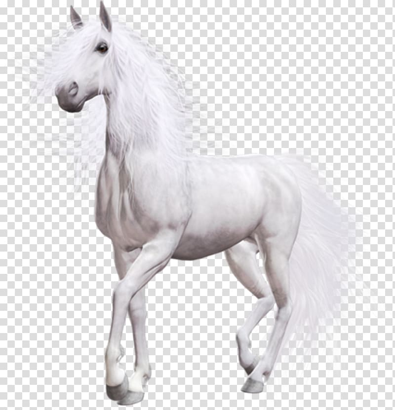 White horse Desktop , horse transparent background PNG clipart