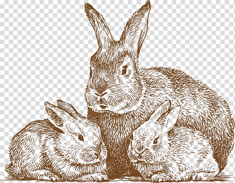 Rabbit Drawing Line art , Hand drawn cute rabbit transparent background PNG clipart
