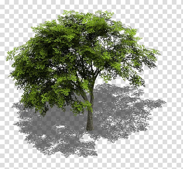 green leaf tree , Tree Sprite Isometric graphics in video games and pixel art Isometric projection GameMaker: Studio, trees transparent background PNG clipart