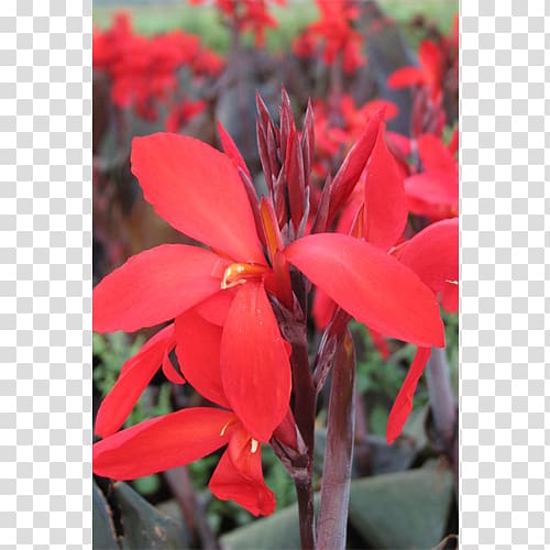 Canna Indian shot Begonia Annual plant Herbaceous plant, others transparent background PNG clipart