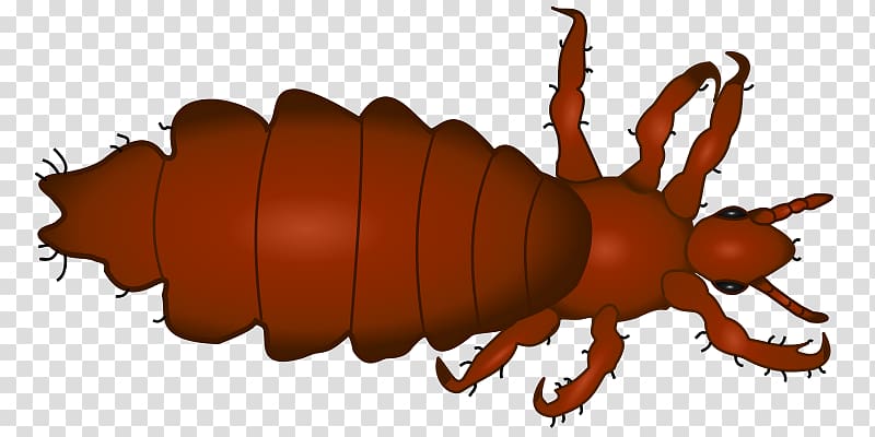 Head louse Body louse Infestation, Lice transparent background PNG clipart