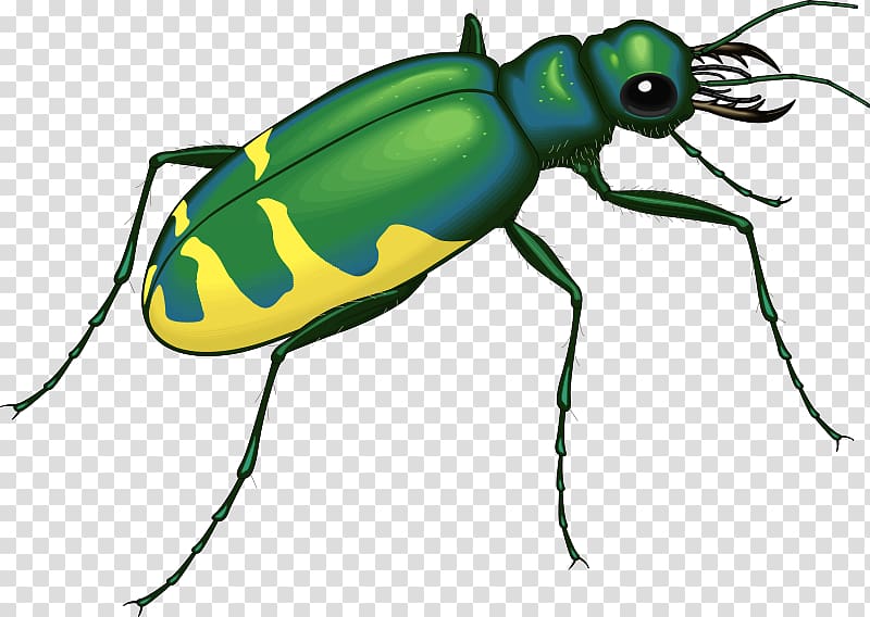 Beetle Bugs and Insects Interesting Insects Insects and Bugs, beetle transparent background PNG clipart