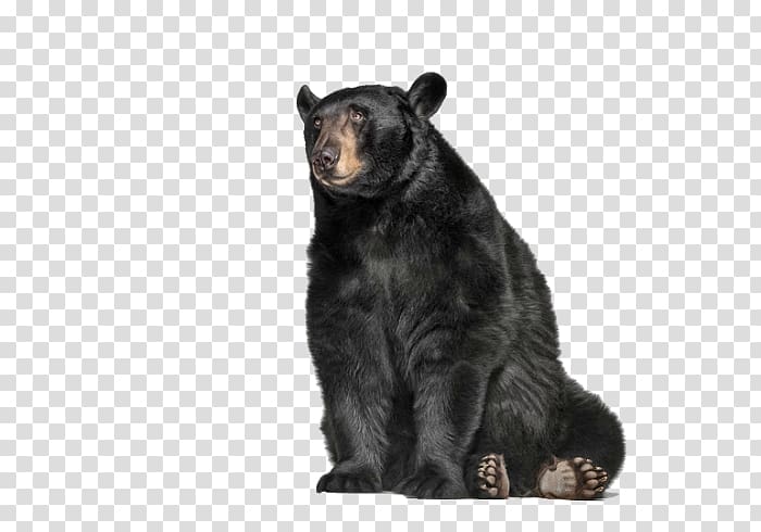Grizzly bear American black bear Graphis Inc., bear transparent background PNG clipart