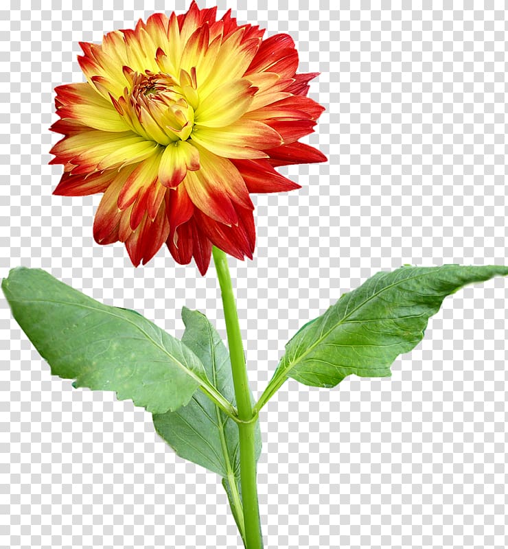 Dahlia Flower , Sweet potato flower transparent background PNG clipart