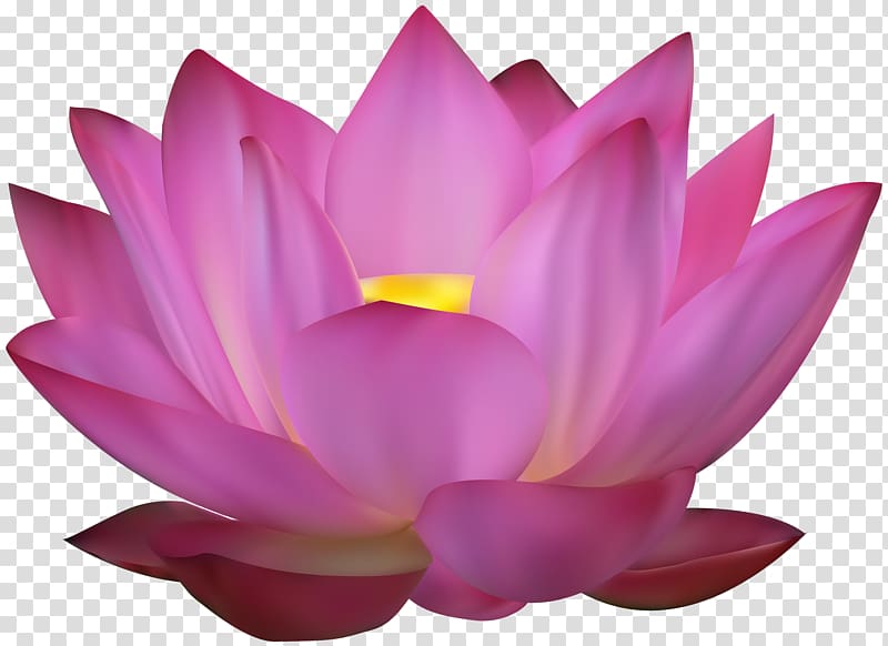 pink lotus , Sacred Lotus , Pink Lotus transparent background PNG clipart