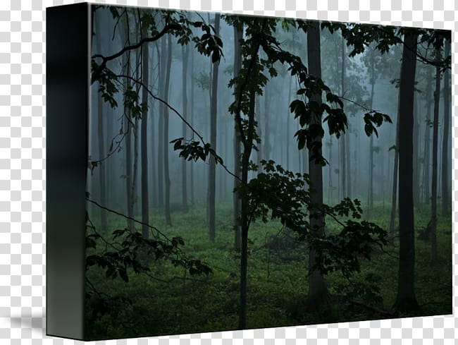 Window Woodland Tree Landscape, foggy forest transparent background PNG clipart