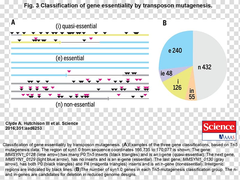 Genome Mycoplasma mycoides Synthetic genomics The Institute for Genomic Research Bacteria, bactericidal mycoplasma transparent background PNG clipart