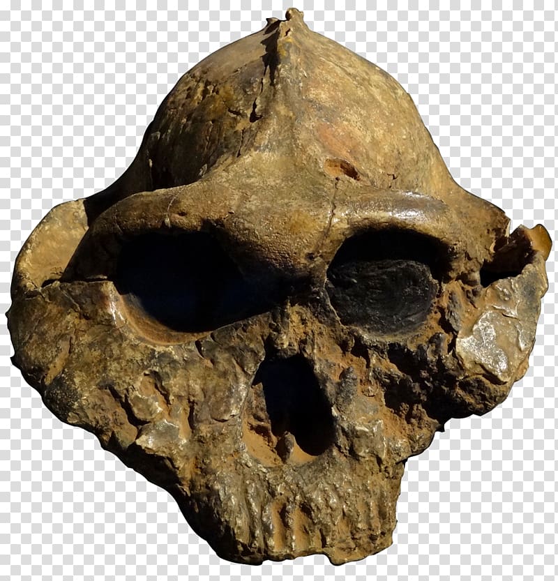 Olduvai Gorge Paranthropus boisei Paranthropus robustus Skull OH 5, skull transparent background PNG clipart