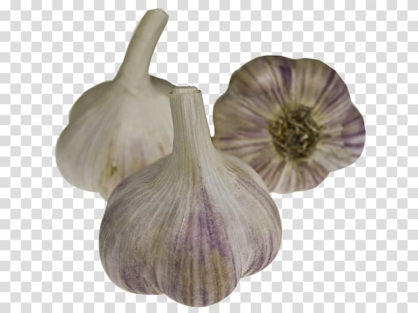 Garlic Cultivar Onion Dobrodar Seed, When to Harvest Garlic transparent background PNG clipart
