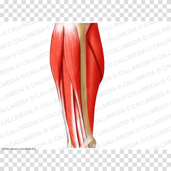 Thumb Hip Elbow Human leg Thigh, tendon transparent background PNG clipart