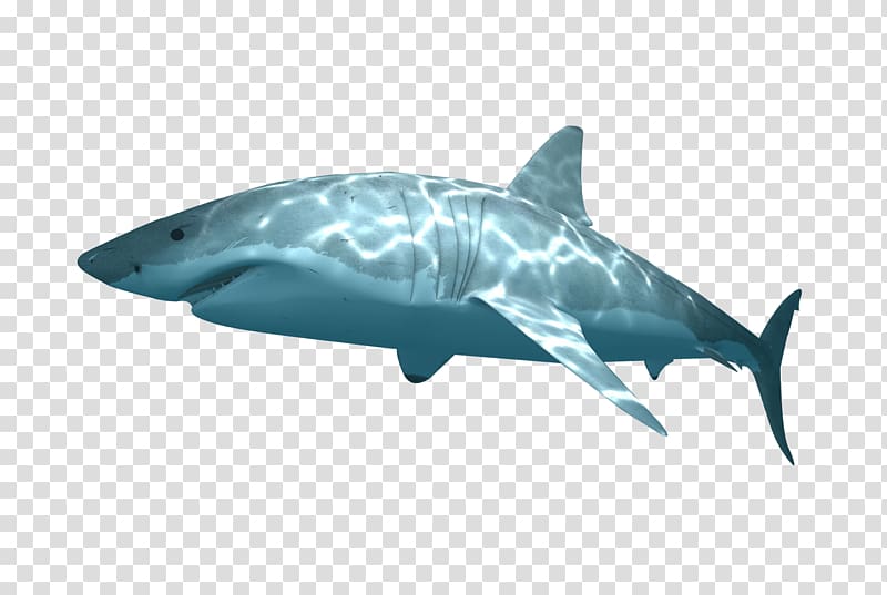 Tiger shark Great white shark Requiem sharks Marine mammal, shark transparent background PNG clipart