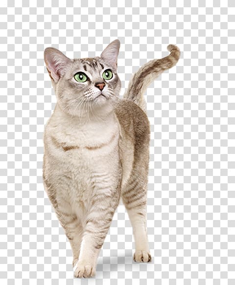 European shorthair American Wirehair Australian Mist Burmilla Burmese cat, gato transparent background PNG clipart