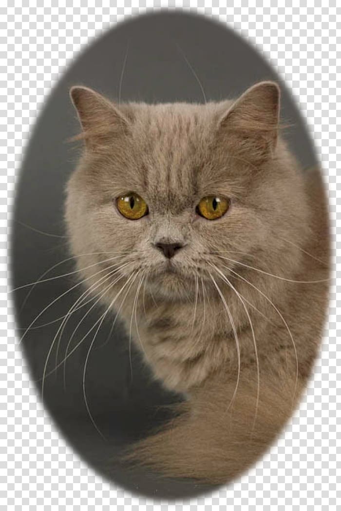 British Shorthair Persian cat Chartreux Nebelung European shorthair, scottish fold transparent background PNG clipart