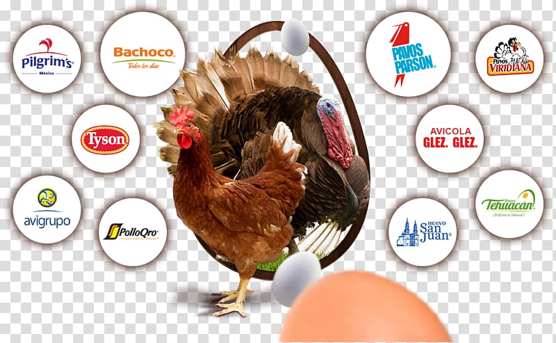 Chicken Bachoco Poultry farming Vendor, chicken transparent background PNG clipart