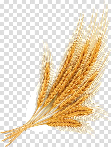 golden wheat transparent background PNG clipart