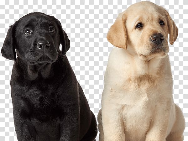 Labrador Retriever Puppy Dog breed Golden Retriever Companion dog, Black and white dog transparent background PNG clipart