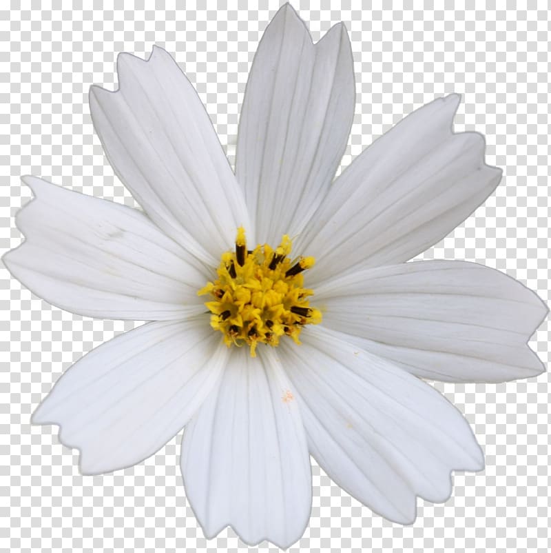 Common daisy German chamomile Flower Yellow, Cosmos flower transparent background PNG clipart