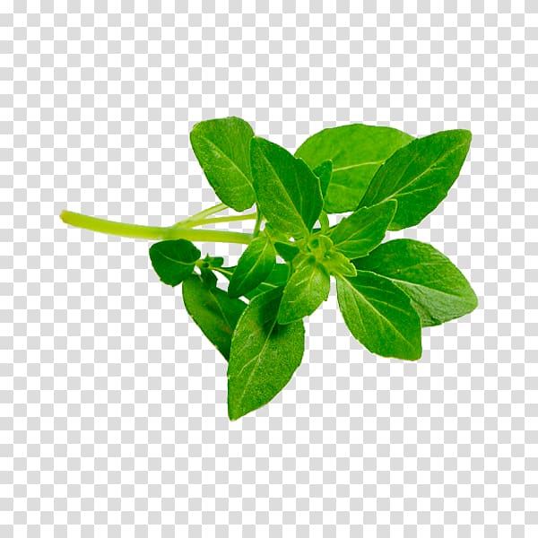 Lalab Lemon basil Leaf Pecel Lele, Leaf transparent background PNG clipart