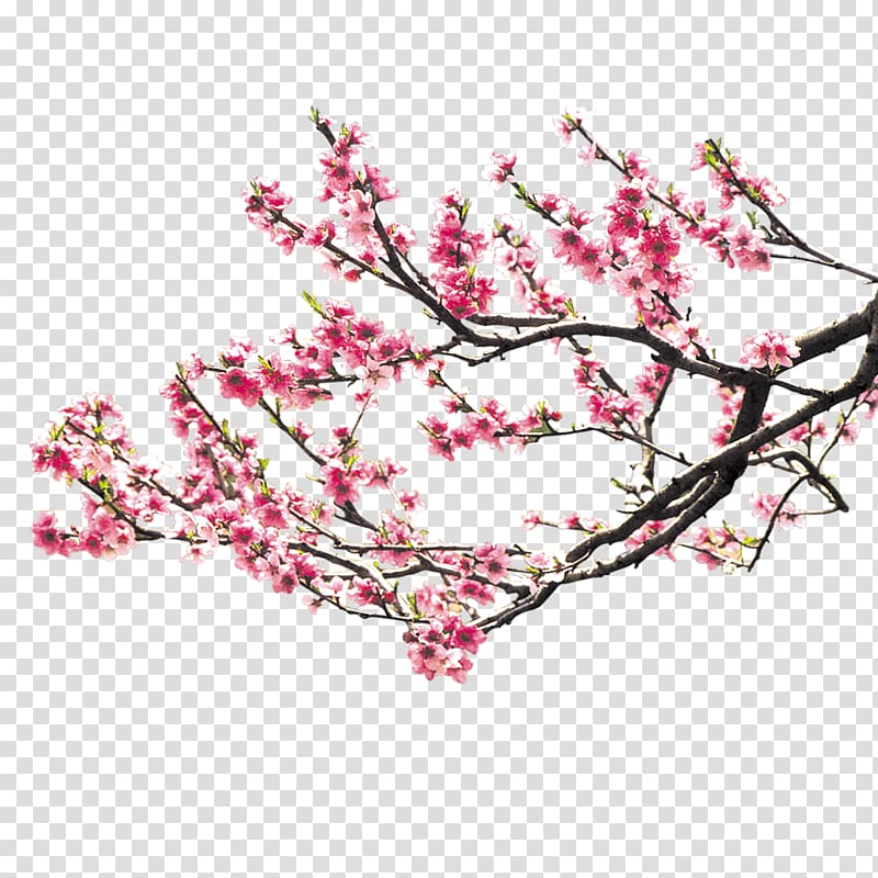 pink flowers in tree branch, Cherry blossom Pink Peach blossom, Peach blossom transparent background PNG clipart