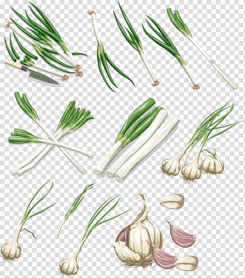 Vegetable Garlic Onion Allium fistulosum, onions transparent background PNG clipart