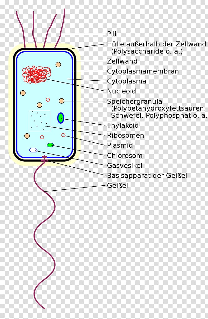 Bacteria Thylakoid Prokaryote Cell System, BACTERIUM transparent background PNG clipart