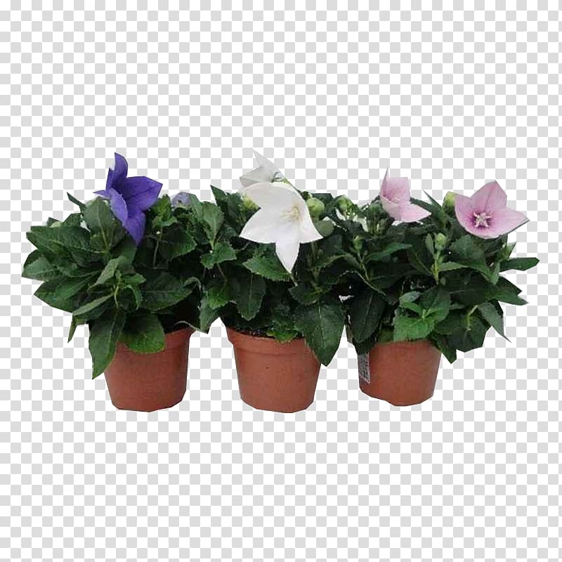 Cut flowers Flowerpot Houseplant Annual plant, plant transparent background PNG clipart