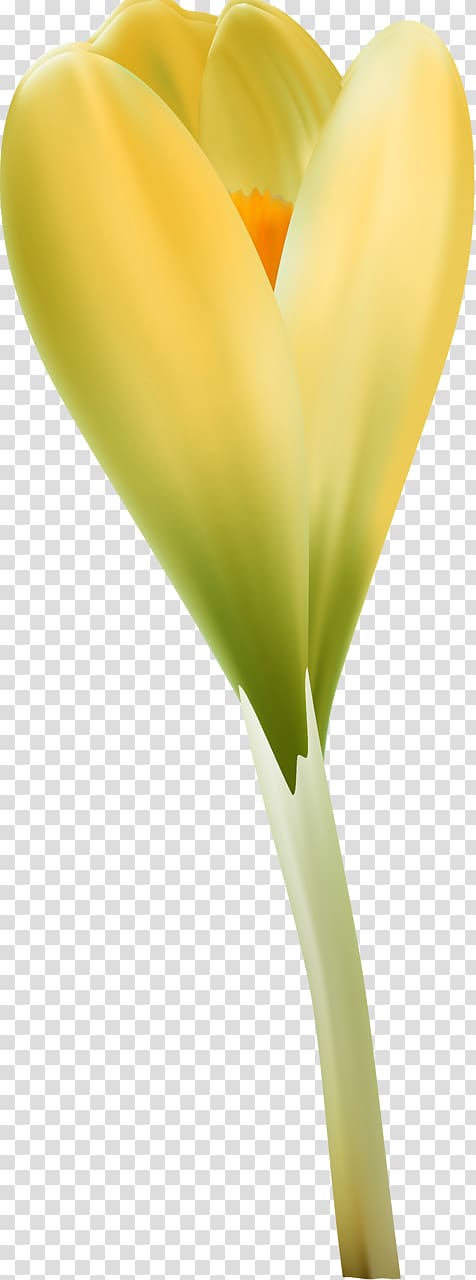 Close-up Arum Lilies, design transparent background PNG clipart