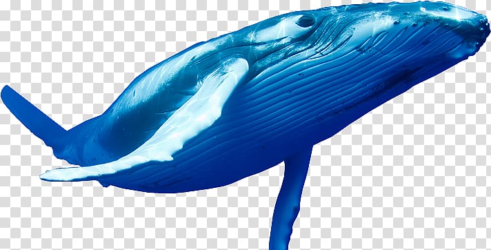 Blue whale Suicide, Blue Whale Pic transparent background PNG clipart