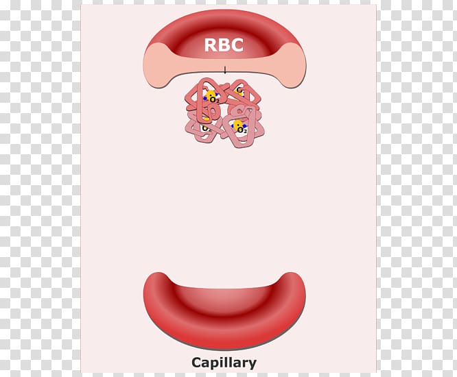 Red blood cell Bicarbonate buffer system, red blood cell transparent background PNG clipart