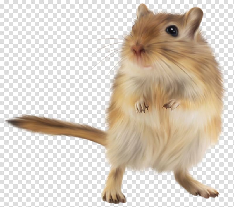 Gerbil Golden hamster Rodent Mouse, mouse transparent background PNG clipart