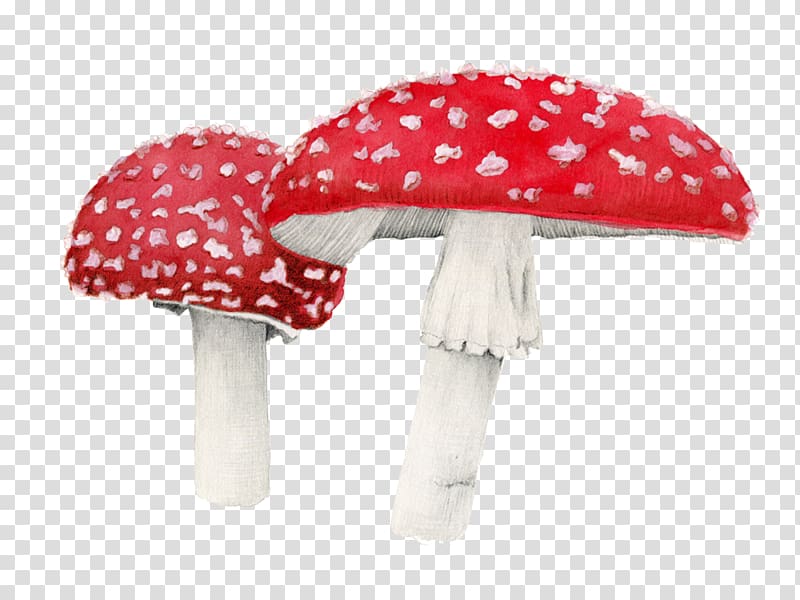 Amanita muscaria Display resolution, Amanita Muscaria Free transparent background PNG clipart