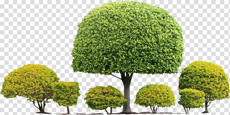 Tree Topiary Shrub Hedge Evergreen, boxwood bushes transparent background PNG clipart