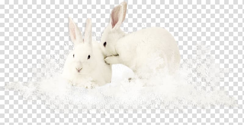 Domestic rabbit Easter Bunny Hare Tail Snout, Two white rabbits transparent background PNG clipart