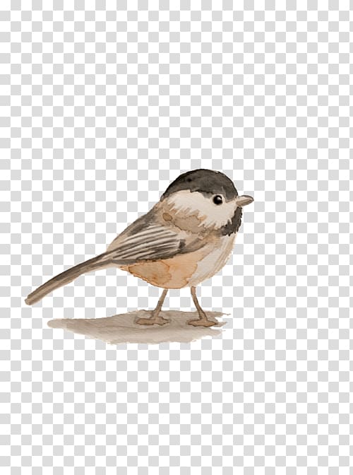 House Sparrow Jack Sparrow Bird Watercolor painting, Cute Little Sparrow transparent background PNG clipart