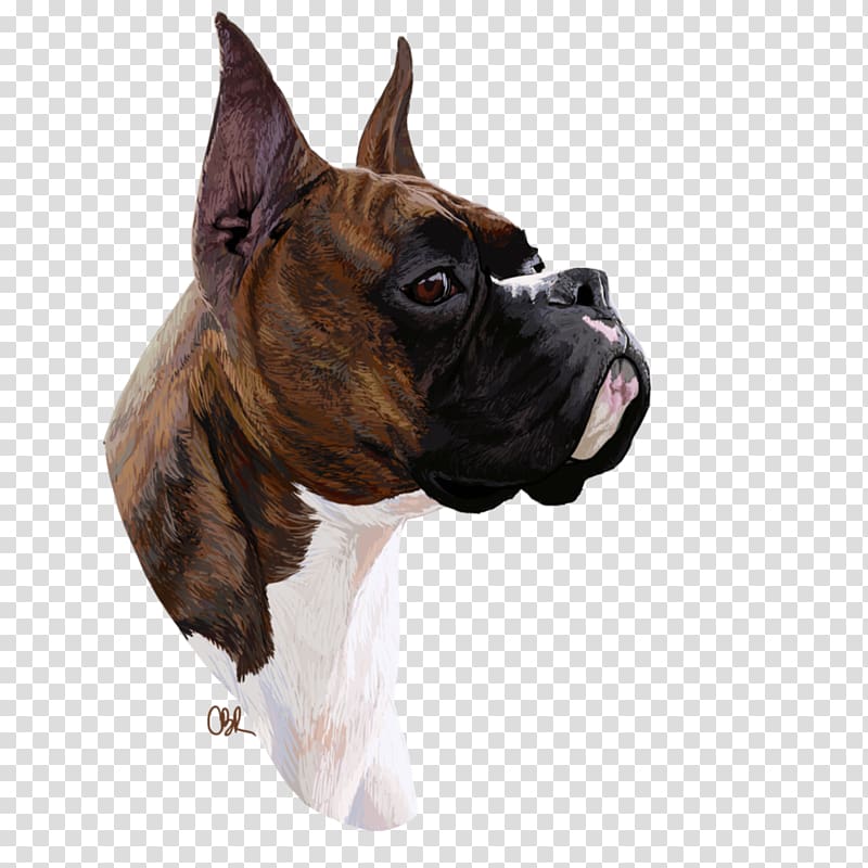 Boxer Dog breed Valley Bulldog Boston Terrier Toy Bulldog, Boxer dog transparent background PNG clipart