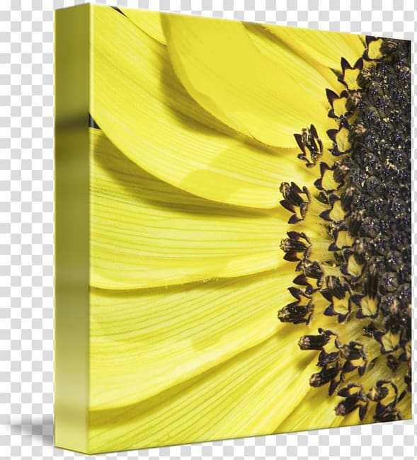 sunflower m, Sunflower 3D transparent background PNG clipart