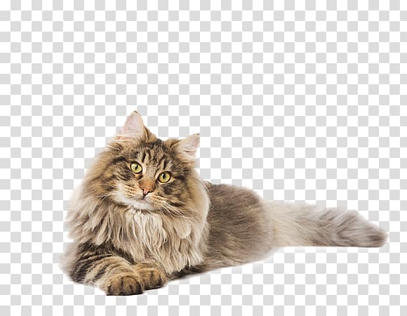 Maine Coon Siberian cat Norwegian Forest cat Whiskers Asian Semi-longhair, coon transparent background PNG clipart