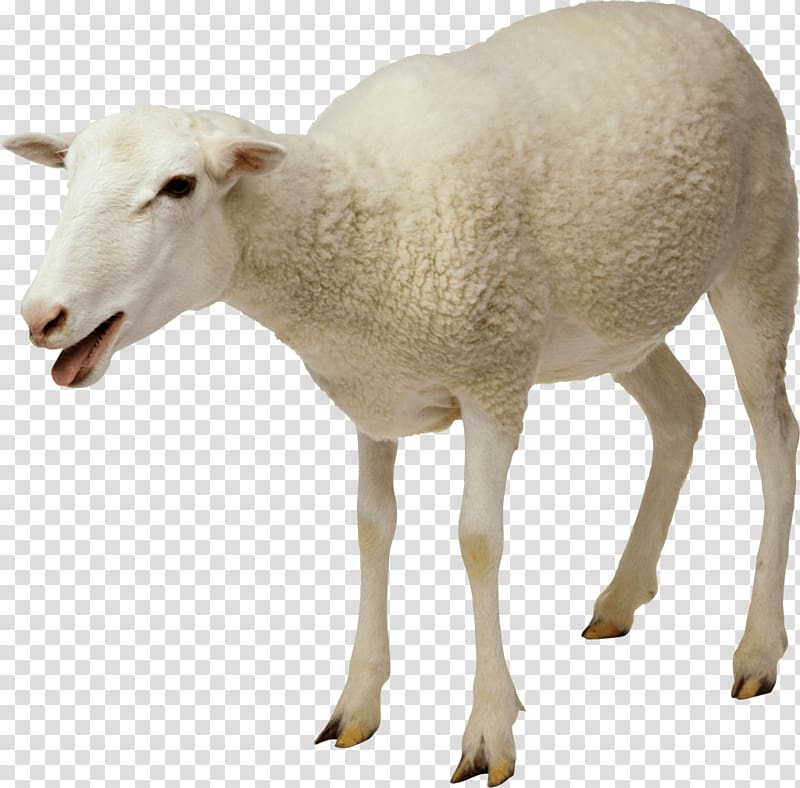 Jacob sheep Goat Cattle , sheep transparent background PNG clipart