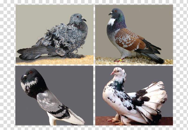 Columbidae Indian Fantail Pigmy Pouter Cauchois pigeon Fantail pigeon, others transparent background PNG clipart