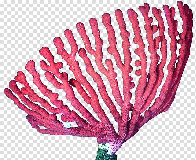 pink coral , Coral reef Deep-water coral , coral transparent background PNG clipart