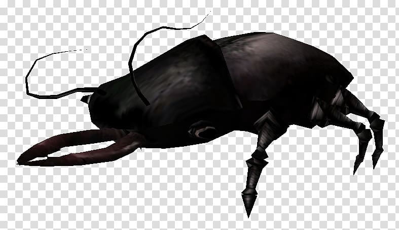 Japanese rhinoceros beetle Dung beetle Wiki Rhinoceros beetles, shalk transparent background PNG clipart