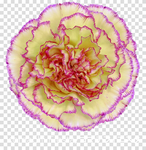 Carnation Fiesta San Antonio 2017 Cut flowers Cabbage rose, Fiesta flowers transparent background PNG clipart