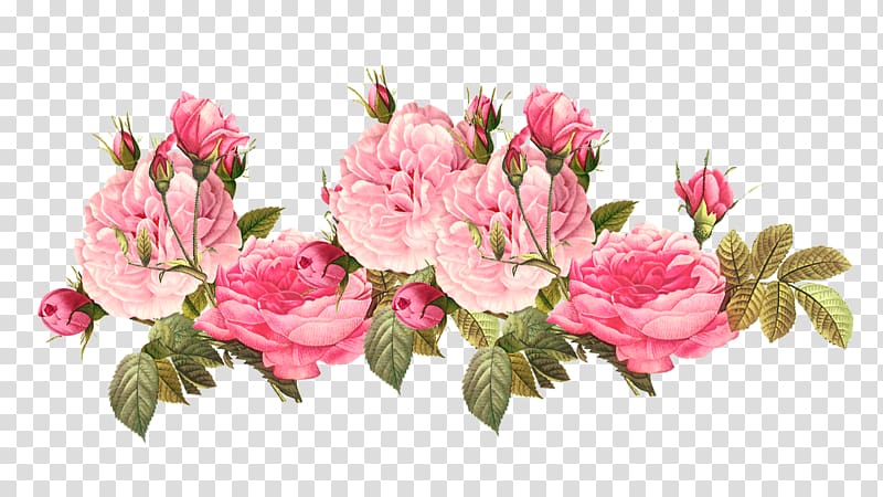 five pink peony flowers illustration, Flower Vintage clothing Centifolia roses , spell transparent background PNG clipart