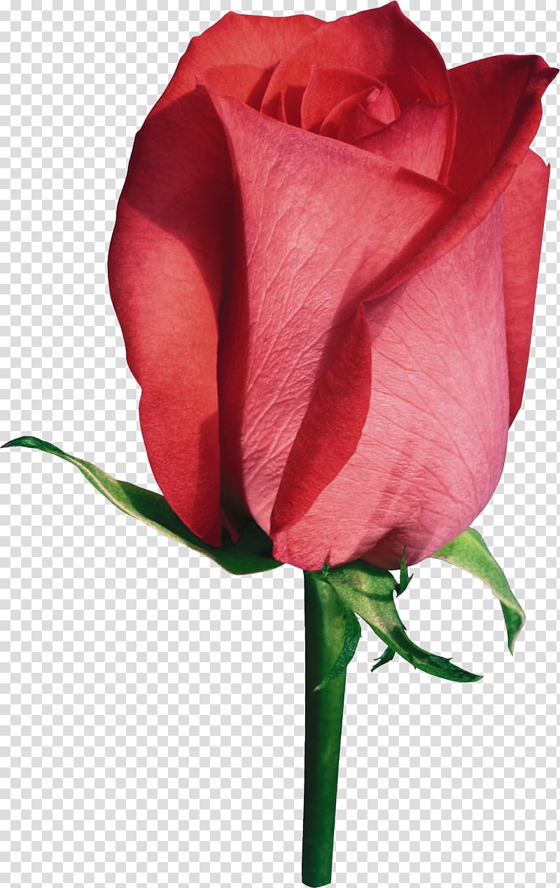 Garden roses Flower, red rose transparent background PNG clipart